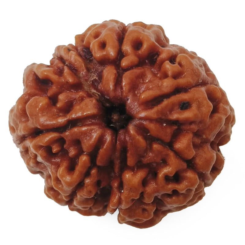 (24.84mm) 7 Mukhi Rudraksha Super Collector Bead | 7 Mukhi Rudraksha Bead | Saat Mukhi, Seven Faced Nepal Rudraksha | Original and Energised 7 Mukhi Brown Rudraksha - Super Collector Bead