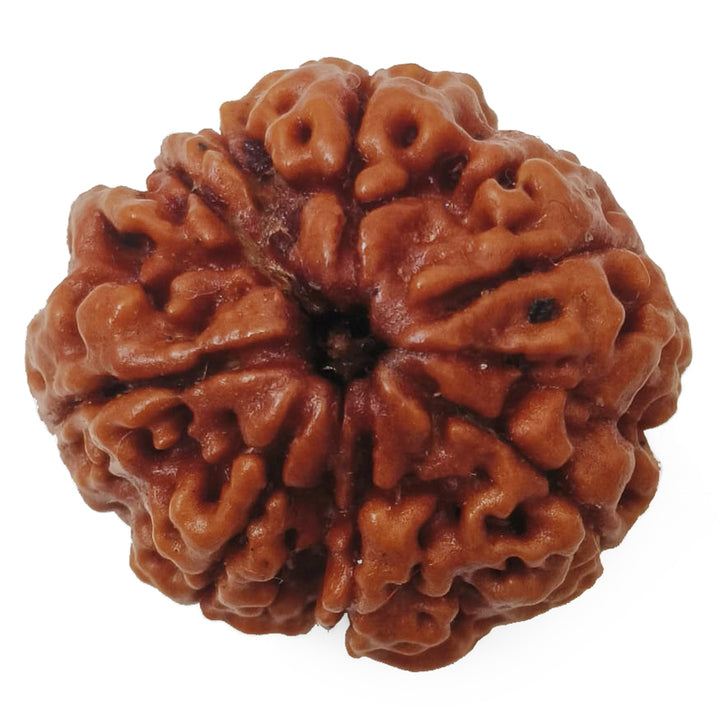 (24.84mm) 7 Mukhi Rudraksha Super Collector Bead | 7 Mukhi Rudraksha Bead | Saat Mukhi, Seven Faced Nepal Rudraksha | Original and Energised 7 Mukhi Brown Rudraksha - Super Collector Bead