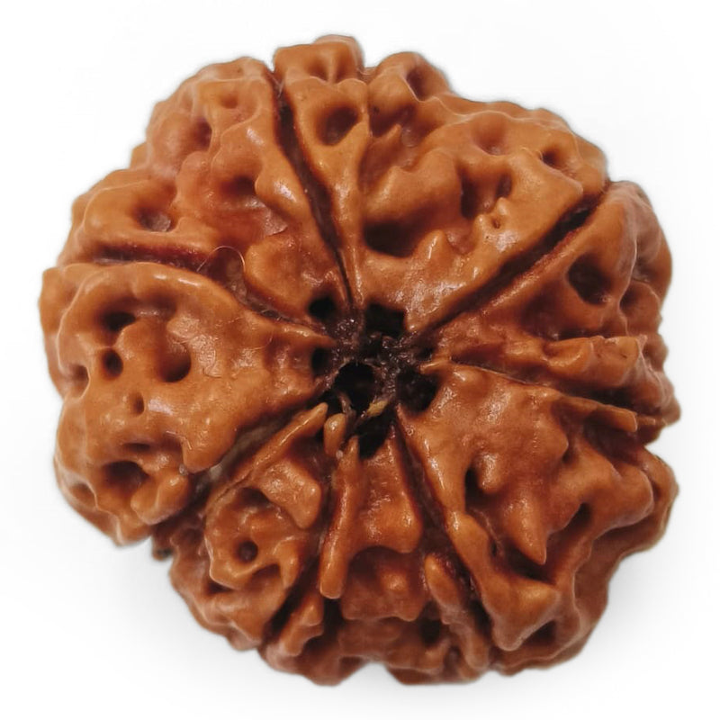 (24.84mm) 7 Mukhi Rudraksha Super Collector Bead | 7 Mukhi Rudraksha Bead | Saat Mukhi, Seven Faced Nepal Rudraksha | Original and Energised 7 Mukhi Brown Rudraksha - Super Collector Bead