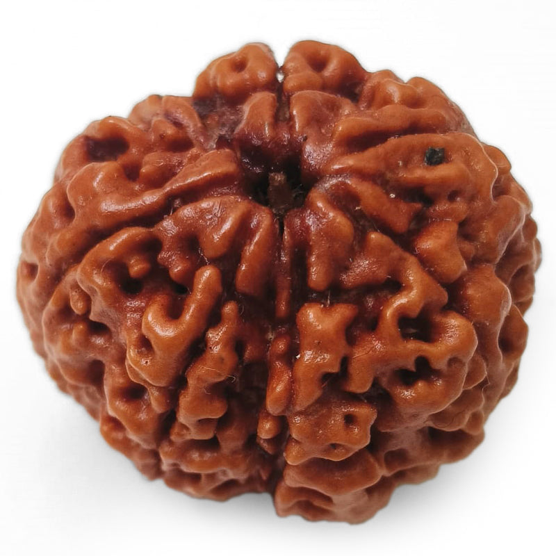 (24.84mm) 7 Mukhi Rudraksha Super Collector Bead | 7 Mukhi Rudraksha Bead | Saat Mukhi, Seven Faced Nepal Rudraksha | Original and Energised 7 Mukhi Brown Rudraksha - Super Collector Bead