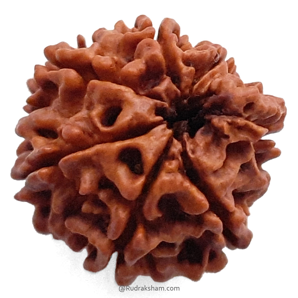 (24.12mm) 7 Mukhi Ganesh Rudraksha Bead | Seven Faced Ganesha Trunk Rudraksha From Nepal