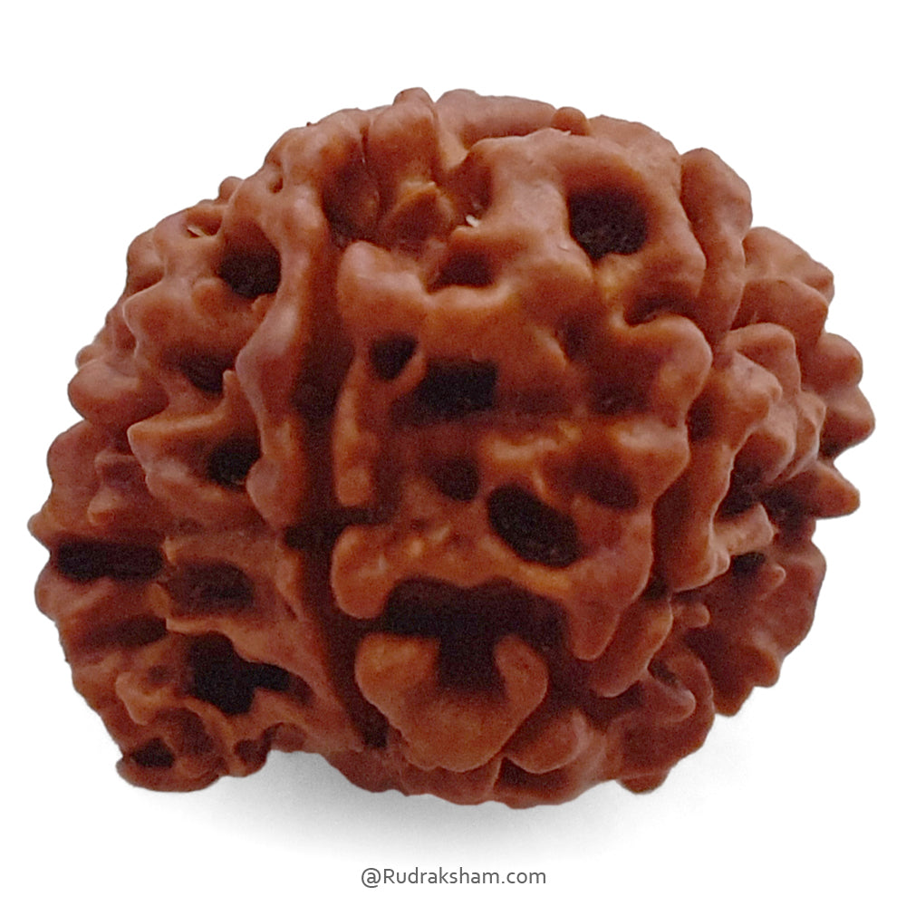 (24.12mm) 7 Mukhi Ganesh Rudraksha Bead | Seven Faced Ganesha Trunk Rudraksha From Nepal