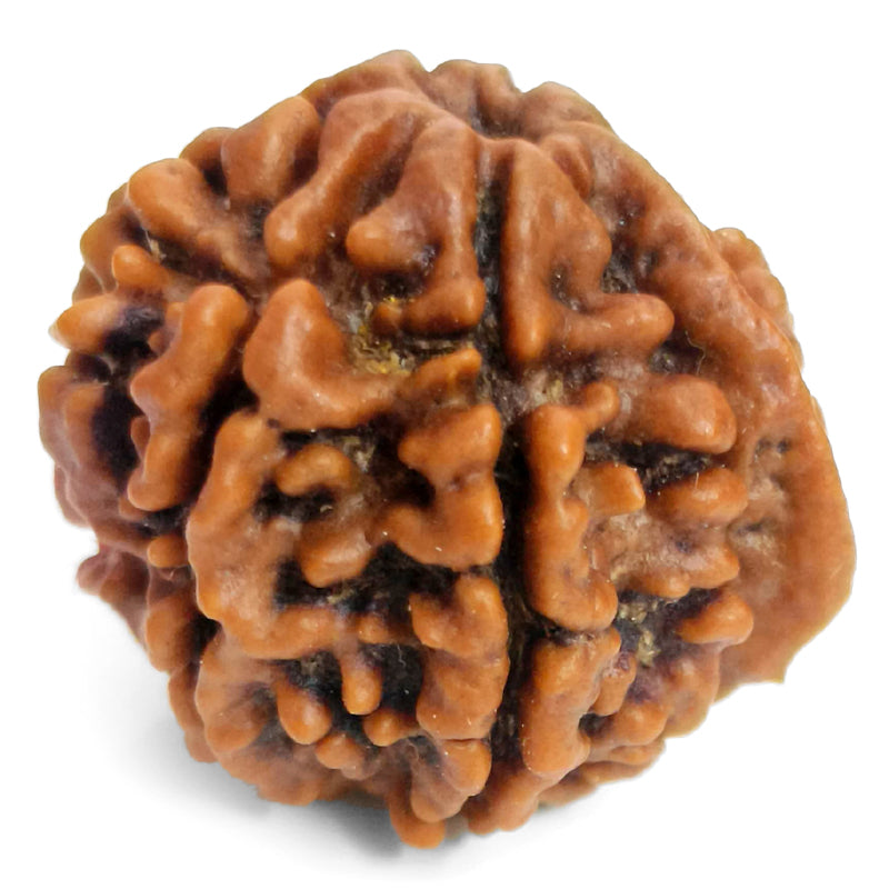 (21.41mm) 7 Mukhi Ganesh Rudraksha | Buy Online Nepali Original Natural Saat (Seven) Mukhi Rudraksha Bead
