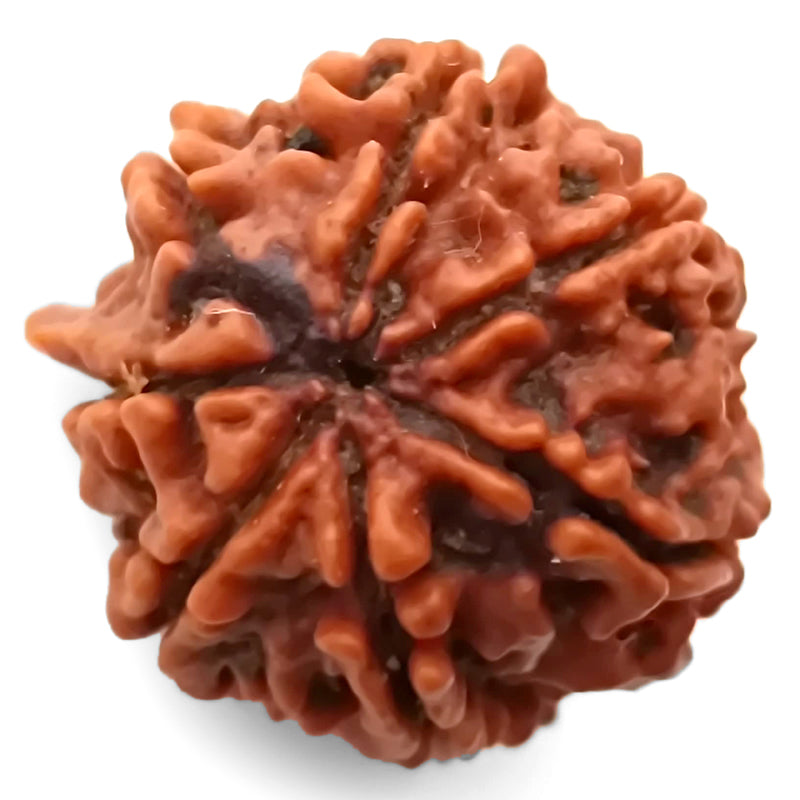 (21.41mm) 7 Mukhi Ganesh Rudraksha | Buy Online Nepali Original Natural Saat (Seven) Mukhi Rudraksha Bead