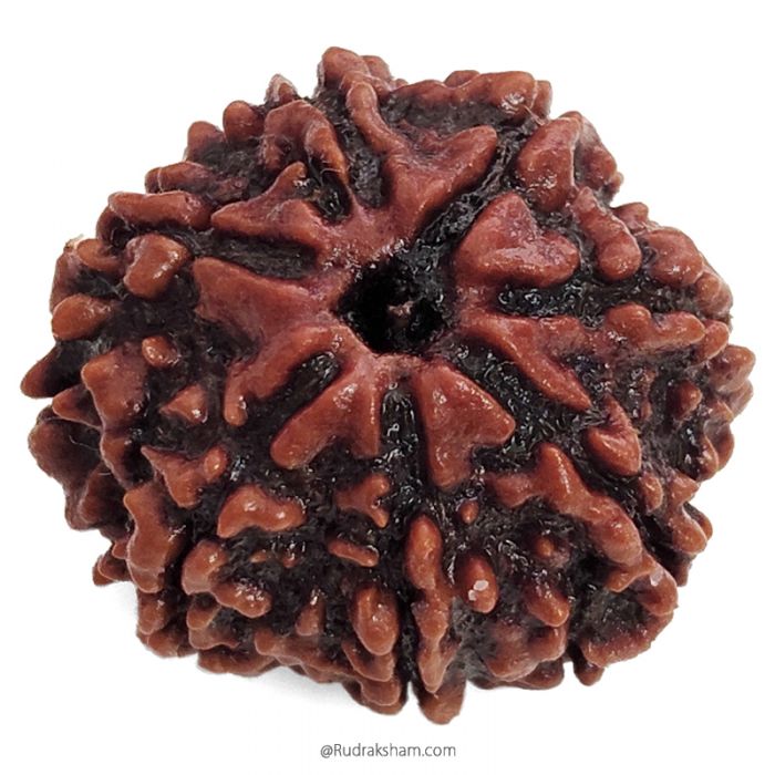 (23.00mm) 7 Mukhi Rudraksha Super Collector Bead | 7 Mukhi Rudraksha Bead | Saat Mukhi - Seven Faced Rudraksha Nepal Origin, Buy Online Energised and Original 7 Mukhi Rudraksha - Super Collector Bead