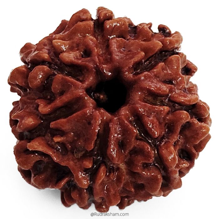 (23.00mm) 7 Mukhi Rudraksha Super Collector Bead | 7 Mukhi Rudraksha Bead | Saat Mukhi, Seven Faced Nepali Rudraksha | 7 Mukhi Rudraksha In Vedic Astrology, Benefits and Mantra