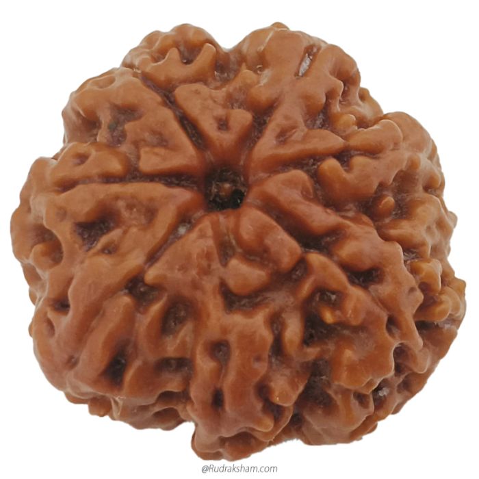 (23.80mm) 7 Mukhi Rudraksha Super Collector Bead | 7 Mukhi Rudraksha Bead | Saat Mukhi, Seven Faced Rudraksha from Nepal 100% Authentic Pure Natural - Super Collector Bead