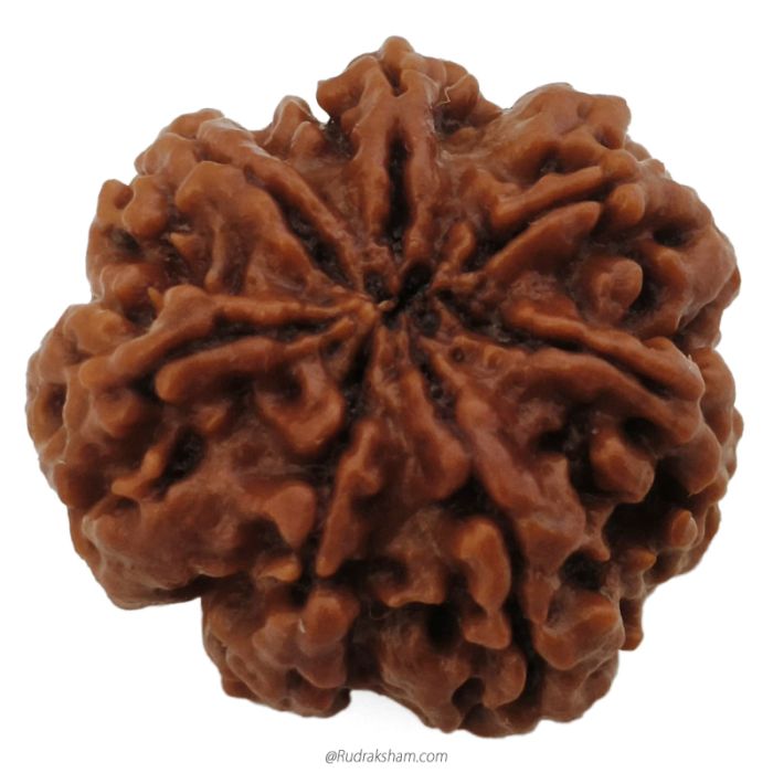 (23.80mm) 7 Mukhi Rudraksha Super Collector Bead | 7 Mukhi Rudraksha Bead | Saat Mukhi, Seven Faced Rudraksha from Nepal 100% Authentic Pure Natural - Super Collector Bead