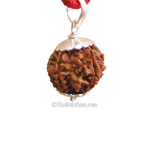  7 Mukhi Rudraksha Collector Pendant