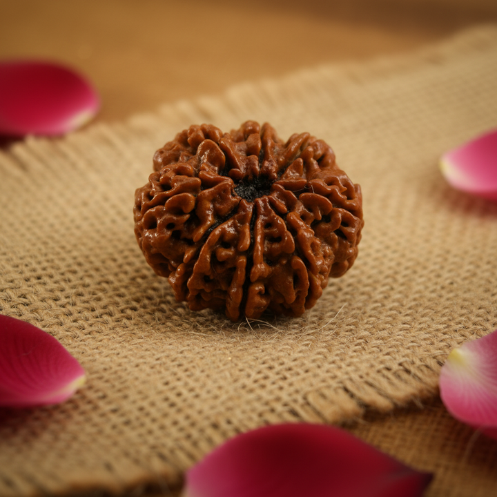 Original 8 Mukhi Rudraksha from Nepal - Energised, Best Price Online Large Only Bead
