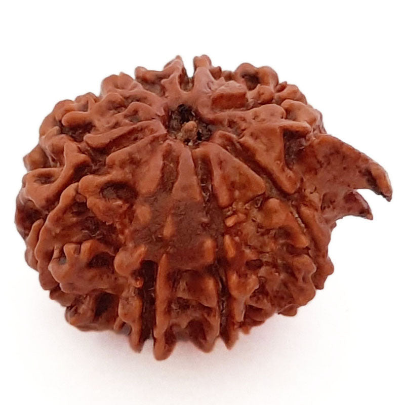 (20.81mm) 8 Mukhi Ganesh Rudraksha Bead | Nepal Eight Faced Ganesha Trunk Rudraksha Bead | Original and Energised Aath Mukhi - 5