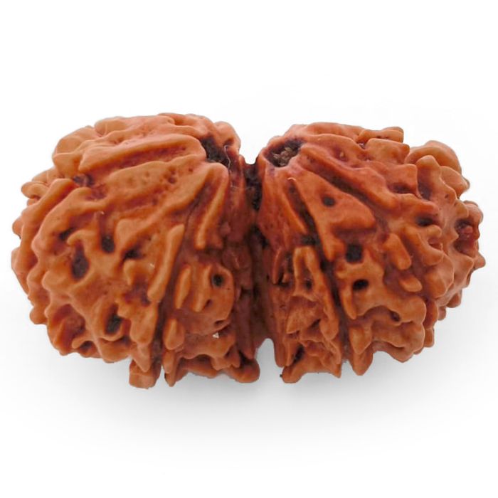 (28.00mm) Gauri Shankar Rudraksha Bead | 8 Mukhi Gauri Shankar Rudraksha | Gauri Shankar Rudraksha Eight Mukhi | Shiva Parvati Nepal Bead | Original Energised 100% Natural Bead