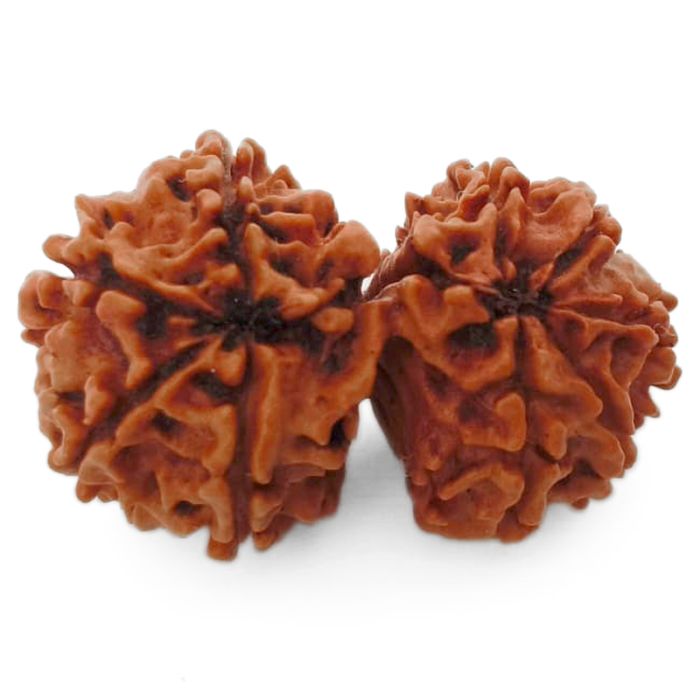 (28.00mm) Gauri Shankar Rudraksha Bead | 8 Mukhi Gauri Shankar Rudraksha | Gauri Shankar Rudraksha Eight Mukhi | Shiva Parvati Nepal Bead | Original Energised 100% Natural Bead