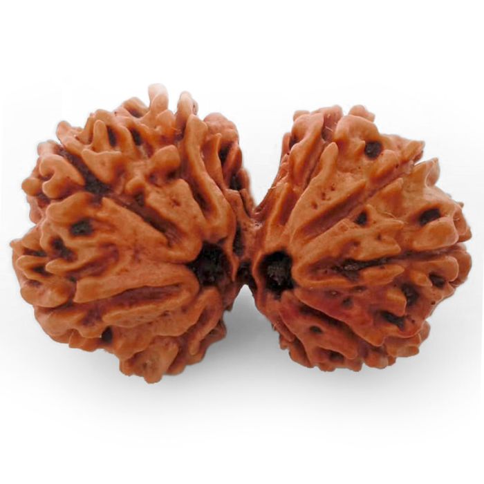 (28.00mm) Gauri Shankar Rudraksha Bead | 8 Mukhi Gauri Shankar Rudraksha | Gauri Shankar Rudraksha Eight Mukhi | Shiva Parvati Nepal Bead | Original Energised 100% Natural Bead