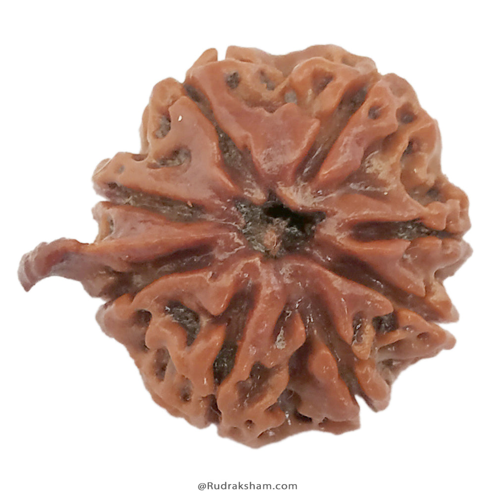 (20.43mm) 8 Mukhi Ganesh Rudraksha Bead | Eight Faced Ganesha Trunk Rudraksha From Nepal