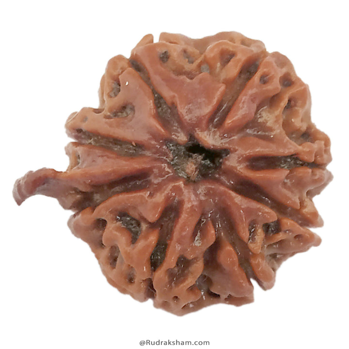 (20.43mm) 8 Mukhi Ganesh Rudraksha Bead | Eight Faced Ganesha Trunk Rudraksha From Nepal