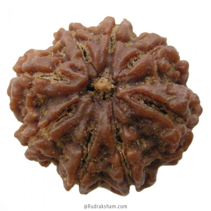 (25.26mm) 8 Mukhi Rudraksha Super Collector Bead | 8 Mukhi Rudraksha Online | Aath Mukhi, Eight ( 8 ) Faced Rudraksha Benefits in Vedic Astrology
