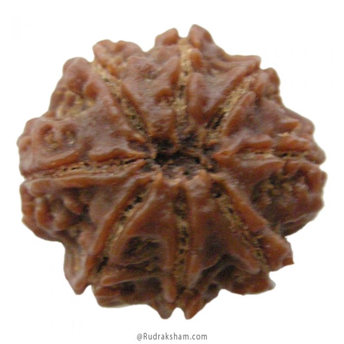 (25.26mm) 8 Mukhi Rudraksha Super Collector Bead | 8 Mukhi Rudraksha Online | Aath Mukhi, Eight ( 8 ) Faced Rudraksha Benefits in Vedic Astrology