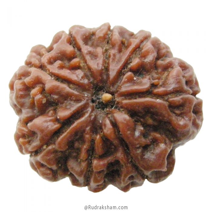 (26.53mm) 8 Mukhi Rudraksha Super Collector Bead | Aath Mukhi Rudraksha Bead | Buy Original 8 Mukhi Rudraksha Online - Super Collector Bead