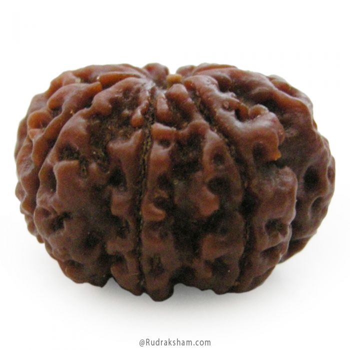 (26.53mm) 8 Mukhi Rudraksha Super Collector Bead | Aath Mukhi Rudraksha Bead | Buy Original 8 Mukhi Rudraksha Online - Super Collector Bead