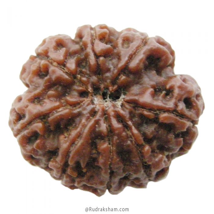 (26.53mm) 8 Mukhi Rudraksha Super Collector Bead | Aath Mukhi Rudraksha Bead | Buy Original 8 Mukhi Rudraksha Online - Super Collector Bead