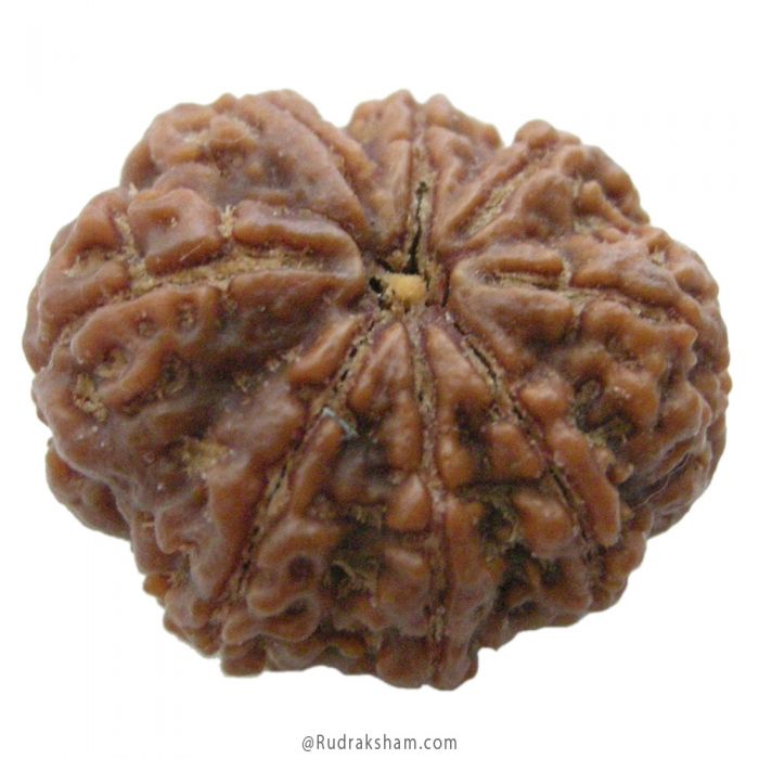 (27.25mm) 8 Mukhi Rudraksha Super Collector Bead | 8 Mukhi Rudraksha Bead | Aath Mukhi, Eight (8) Faced Nepali Rudraksha | Rahu Rudraksha Bead - Super Collector