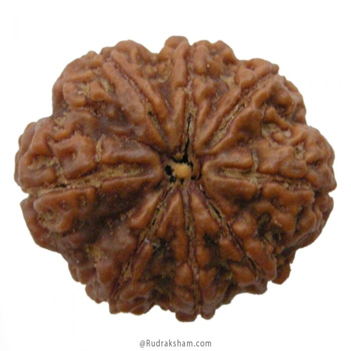 (27.25mm) 8 Mukhi Rudraksha Super Collector Bead | 8 Mukhi Rudraksha Bead | Aath Mukhi, Eight (8) Faced Nepali Rudraksha | Rahu Rudraksha Bead - Super Collector