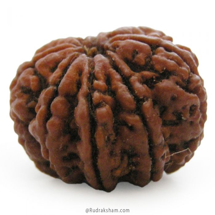 (27.28mm) 8 Mukhi Rudraksha Super Collector Bead | 8 Mukhi Rudraksha Bead | Aath Mukhi - Eight Faced Rudraksha Nepal Origin Shiva Bead - Super Collector Rudraksha