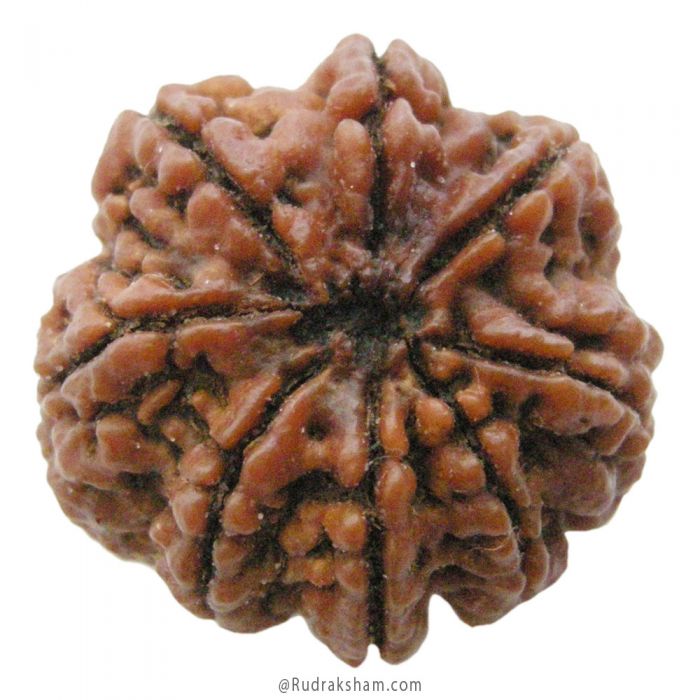 (27.28mm) 8 Mukhi Rudraksha Super Collector Bead | 8 Mukhi Rudraksha Bead | Aath Mukhi - Eight Faced Rudraksha Nepal Origin Shiva Bead - Super Collector Rudraksha