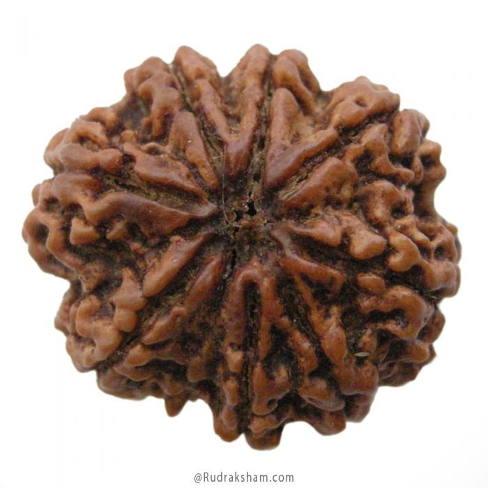 (27.36mm) 8 Mukhi Rudraksha Super Collector Bead | 8 Mukhi Rudraksha Bead | Aath Mukhi Nepali Rudraksha Bead | 8 Mukhi Rudraksha Mantra and Benefits