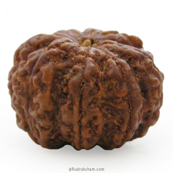 (27.58mm) 8 Mukhi Rudraksha Super Collector Bead | 8 Mukhi Rudraksha Bead | Buy Online Energised and Original Aath Mukhi, Eight (8) Faced Rudraksha from Nepal - Super Collector Bead