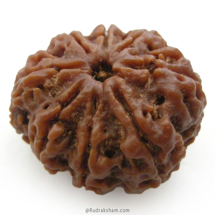 (28.00mm) 8 Mukhi Rudraksha Super Collector Bead | 8 Mukhi Rudraksha Bead | Aath Mukhi, Eight Faced Rudraksha Nepal Bead | Buy Online Original 8 Mukhi - Super Collector Rudraksha Bead