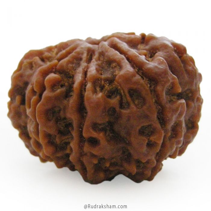 (28.00mm) 8 Mukhi Rudraksha Super Collector Bead | 8 Mukhi Rudraksha Bead | Aath Mukhi, Eight Faced Rudraksha Nepal Bead | Buy Online Original 8 Mukhi - Super Collector Rudraksha Bead