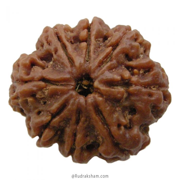 (28.00mm) 8 Mukhi Rudraksha Super Collector Bead | 8 Mukhi Rudraksha Bead | Aath Mukhi, Eight Faced Rudraksha Nepal Bead | Buy Online Original 8 Mukhi - Super Collector Rudraksha Bead