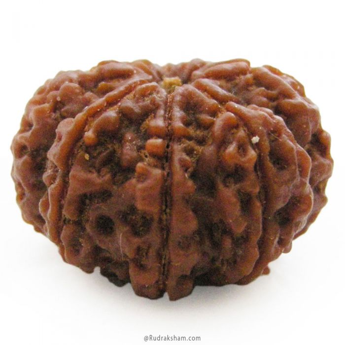 (28.36mm) 8 Mukhi Rudraksha Super Collector Bead | 8 Mukhi Rudraksha Bead | Aath Mukhi, Eight Faced Rudraksha from Nepal Energised Authentic Pure Natural - Super Collector Bead