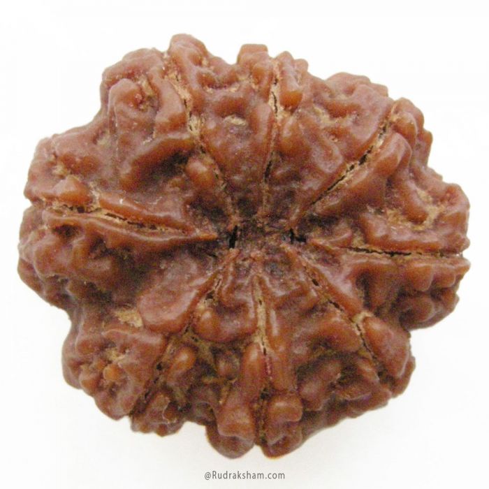 (28.36mm) 8 Mukhi Rudraksha Super Collector Bead | 8 Mukhi Rudraksha Bead | Aath Mukhi, Eight Faced Rudraksha from Nepal Energised Authentic Pure Natural - Super Collector Bead