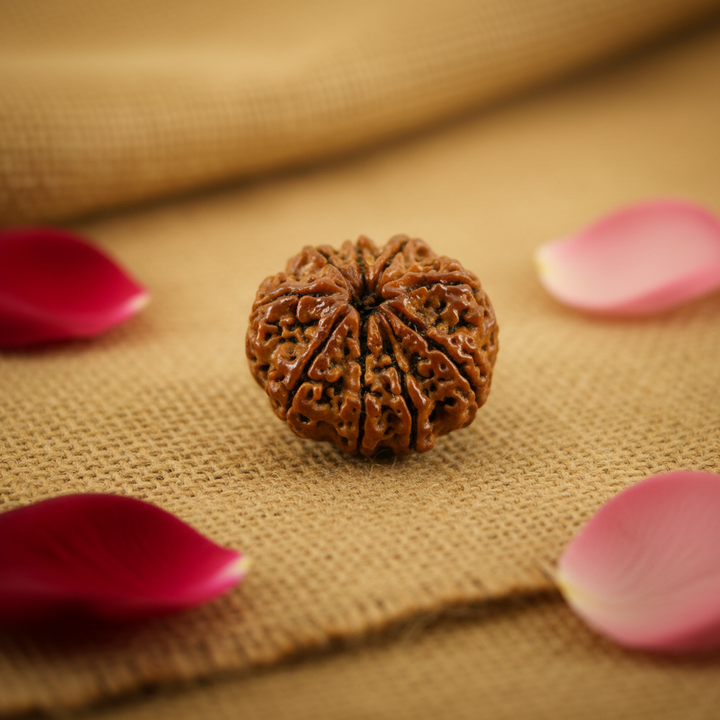 9 Mukhi Nepali Rudraksha, Nau Mukhi - Protection, Courage & Obstacle Removal Large Only Bead