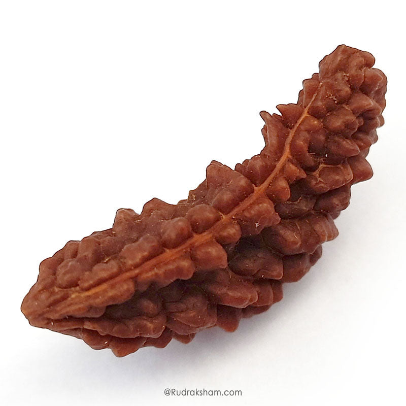 (41.75mm) 1 Mukhi Rudraksha Super Collector Bead | Ek Mukhi Rudraksha | Half Moon Shaped One Mukhi Rudraksha Bead | Buy Original One Mukhi Super Collector Bead