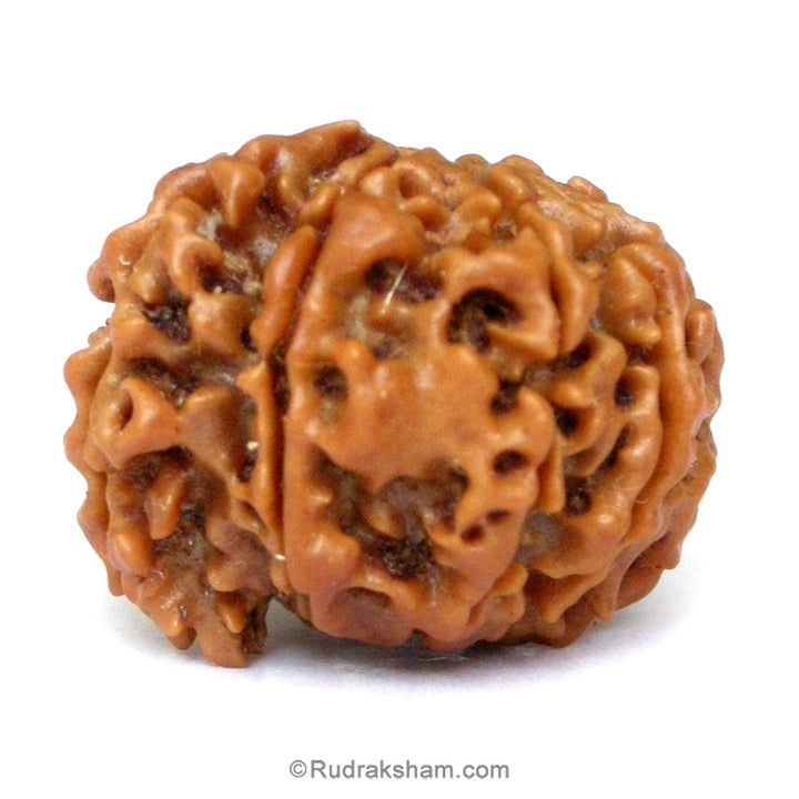 (24.24mm) 9 Mukhi Ganesh Rudraksha Bead | Nine Faced Ganesha Rudraksha Bead from Nepal - 1
