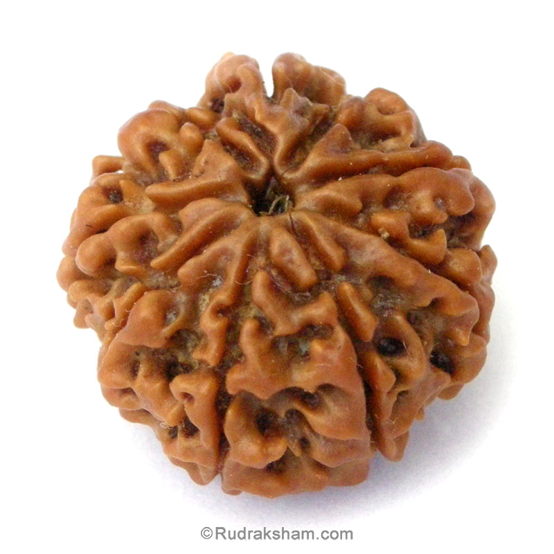 (24.24mm) 9 Mukhi Ganesh Rudraksha Bead | Nine Faced Ganesha Rudraksha Bead from Nepal - 1