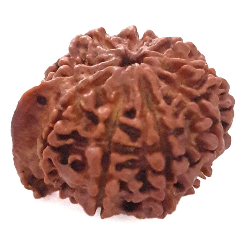 (24.24mm) 9 Mukhi Ganesh Rudraksha Bead | Nine Faced Ganesha Rudraksha Bead from Nepal