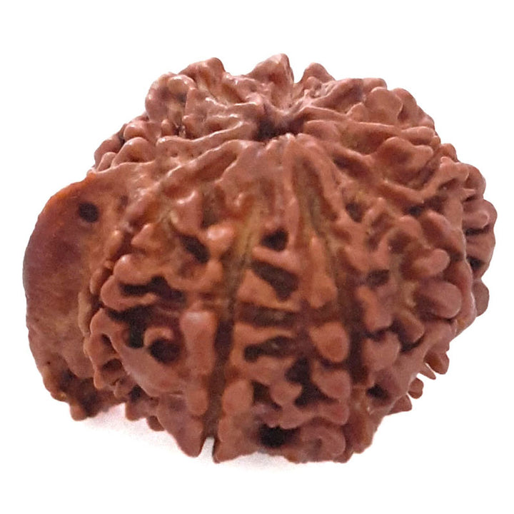 (24.24mm) 9 Mukhi Ganesh Rudraksha Bead | Nine Faced Ganesha Rudraksha Bead from Nepal - 1