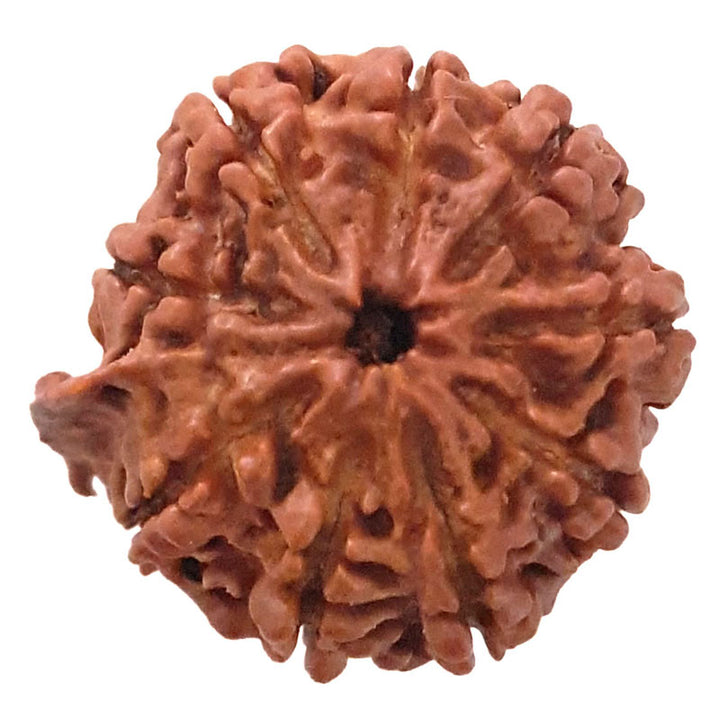 (24.24mm) 9 Mukhi Ganesh Rudraksha Bead | Nine Faced Ganesha Rudraksha Bead from Nepal - 1