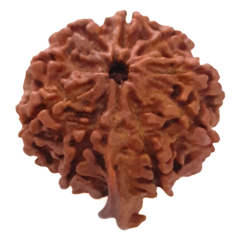 (24.24mm) 9 Mukhi Ganesh Rudraksha Bead | Nine Faced Ganesha Rudraksha Bead from Nepal - 1