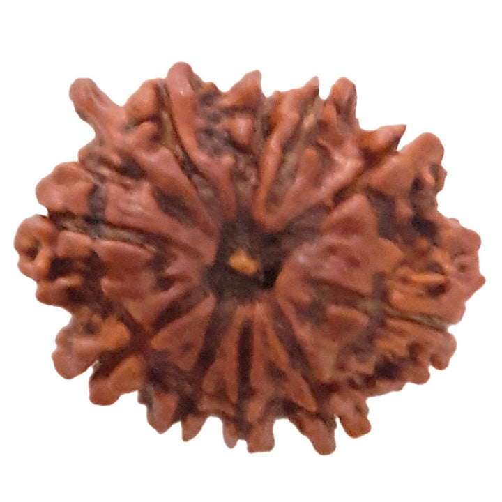 (20.95mm) 9 Mukhi Ganesh Rudraksha Bead | Buy Online Nine Faced Ganesh Energised Rudraksha Bead from Nepal - 5