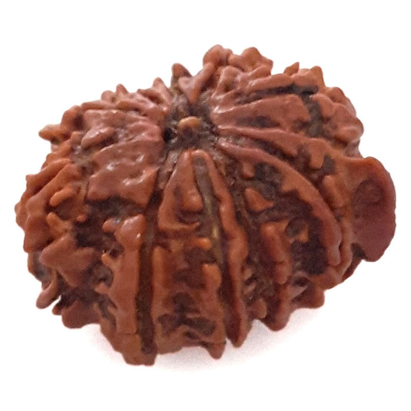 (20.95mm) 9 Mukhi Ganesh Rudraksha Bead | Buy Online Nine Faced Ganesh Energised Rudraksha Bead from Nepal - 5