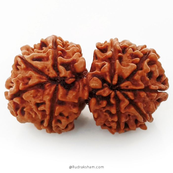 (27.46mm) Gauri Shankar Rudraksha Bead | 9 Mukhi Gauri Shankar Rudraksha | Gauri Shankar Rudraksha Nine Mukhi | Shiva Parvati Nepal Bead | Original Energised 100% Natural Bead