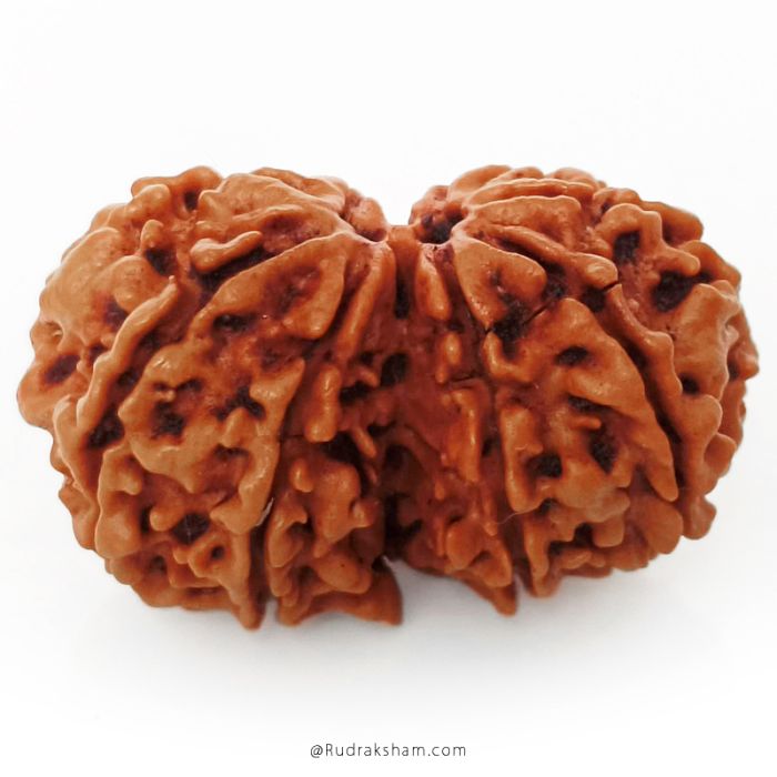 (27.46mm) Gauri Shankar Rudraksha Bead | 9 Mukhi Gauri Shankar Rudraksha | Gauri Shankar Rudraksha Nine Mukhi | Shiva Parvati Nepal Bead | Original Energised 100% Natural Bead