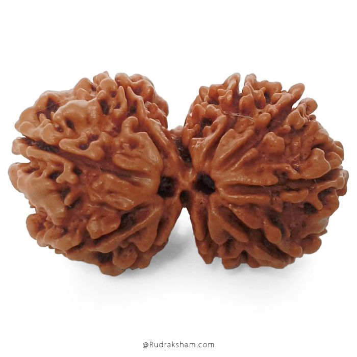 (27.46mm) Gauri Shankar Rudraksha Bead | 9 Mukhi Gauri Shankar Rudraksha | Gauri Shankar Rudraksha Nine Mukhi | Shiva Parvati Nepal Bead | Original Energised 100% Natural Bead