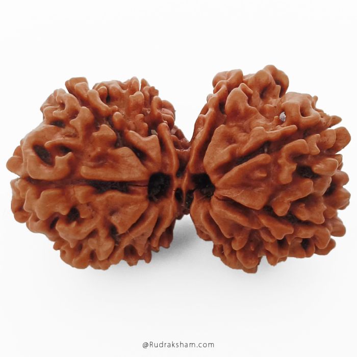 (30.75mm) Gauri Shankar Rudraksha Bead | 10 Mukhi Gauri Shankar Rudraksha | Gauri Shankar Rudraksha Ten Mukhi | Shiva Parvati Nepal Bead | Original Energised 100% Natural Bead